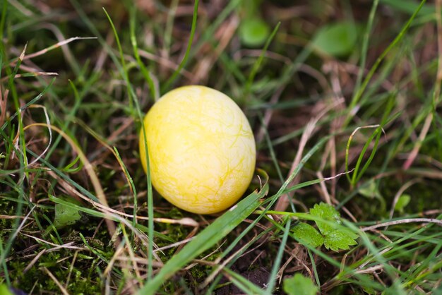 Gele overrijpe pruim in gras.