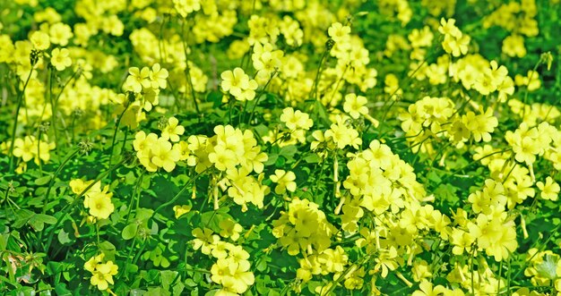 Gele oxalis in een groene weide