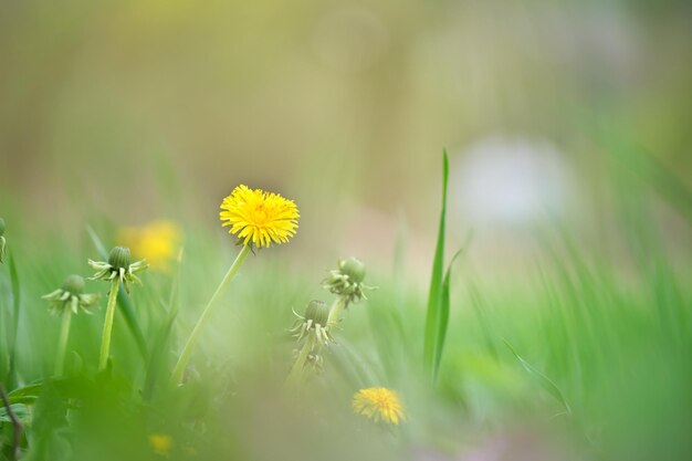 Gele paardebloem bloemen bloeien op zomer weide in groene zonnige tuin.