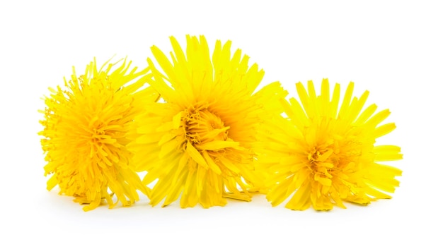 Gele paardebloem bloemen taraxacum officinale geïsoleerd op witte achtergrond