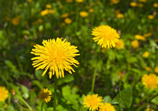 Gele paardebloem bloemen