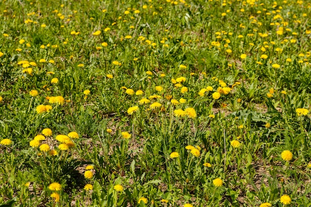 Gele paardebloem bloemen