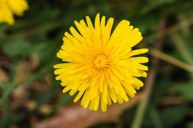 Gele paardebloem close-up gefotografeerd in het vroege voorjaar bovenaanzicht