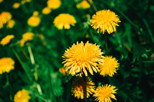 Gele paardebloem in de wilde veldclose-up Zonnige bloemen