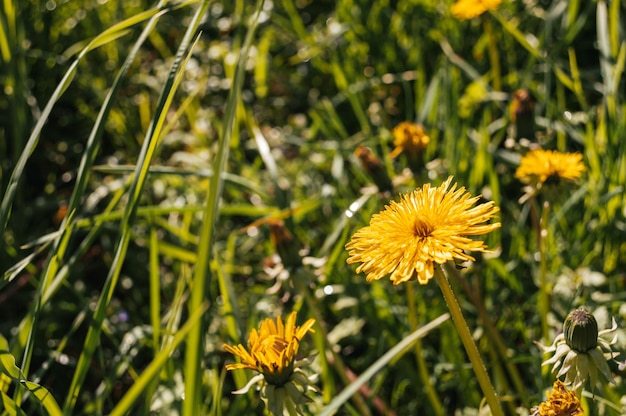 Gele paardebloem in de wilde veldclose-up Zonnige bloemen