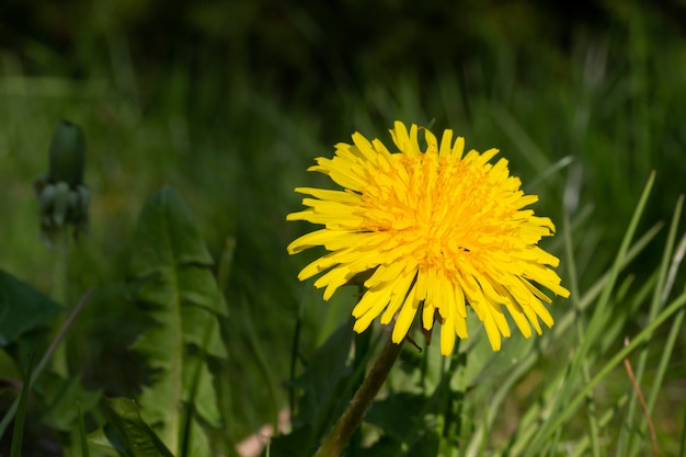 Gele paardebloem in groen gras in de weide