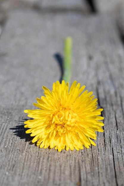 Gele paardebloem ligt op een oude houten achtergrond met kopieerruimte Achtergrond met een gele bloem in de tuin van een landhuis in de lente of zomer Macrofoto van een bloeiende paardebloem