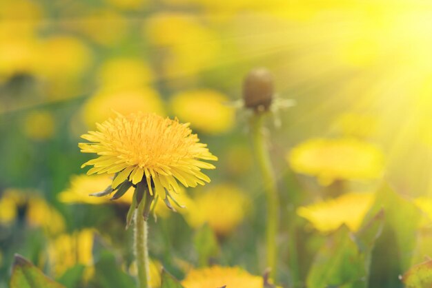 Gele paardebloem op een groen gras met zonlicht