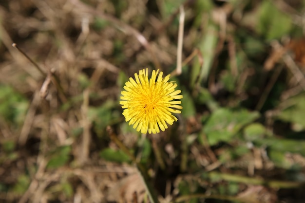 Gele paardebloembloem in de winter groen gras