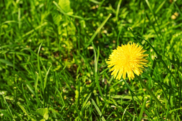 Gele paardebloembloem op groene grasachtergrond