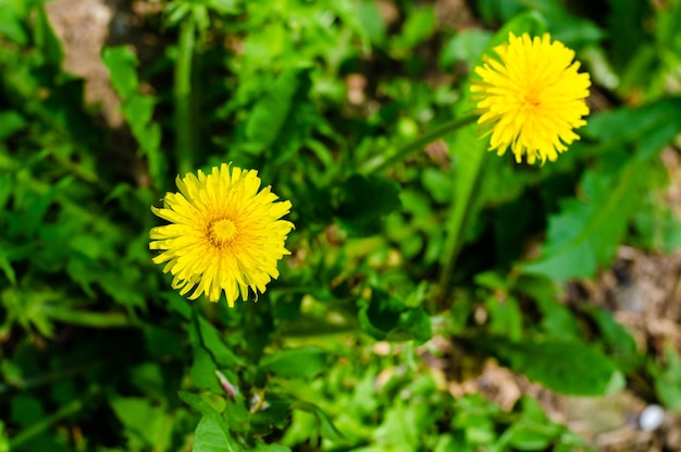 Gele paardebloembloemen in groen gras.