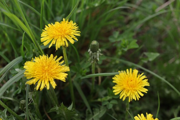 Gele paardebloembloemen in het voorjaar op groen gras