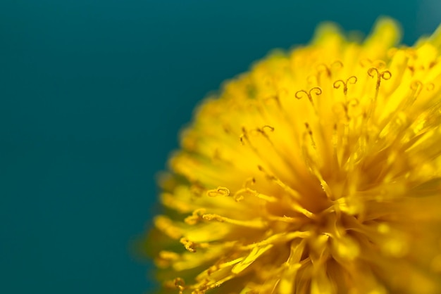 Gele paardebloemclose-up op donkerblauwe stampers als achtergrond en stuifmeel bloemen abstract exemplaar ruimtemacro