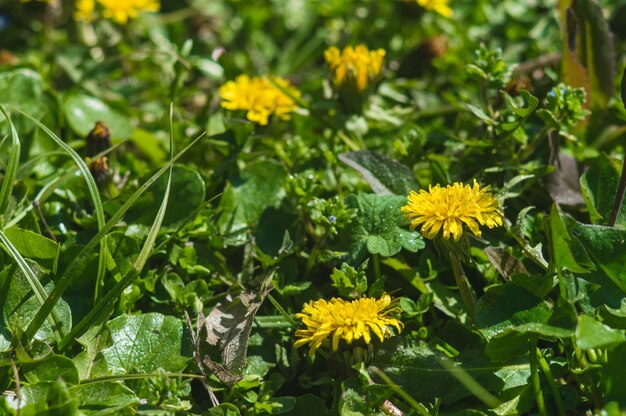 Gele paardebloemen close-up op onscherpe achtergrond met een dauwdruppels Bloemen met groene bladeren met bokeh Foto van nieuw leven Foto voor Earth Day in 22 april