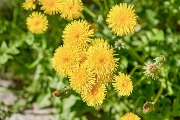 Gele paardebloemen groeien op een gazon verlicht door het zonlicht