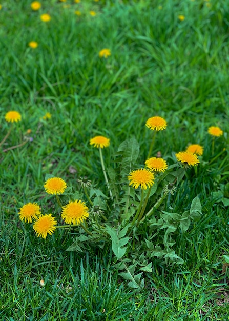 Gele paardebloemen. Heldere bloemen paardebloemen op achtergrond van groene lente weiden