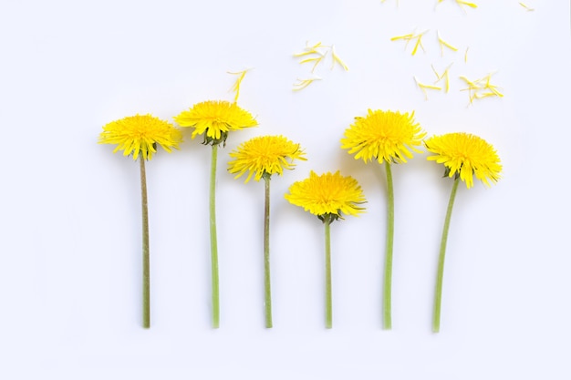 Gele paardebloemen in de wind op witte achtergrond