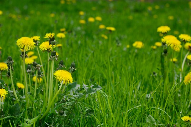 Gele paardebloemen in het gras van de lenteweide