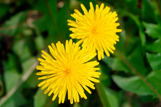 Gele paardebloemen in het groene gras op lentedag