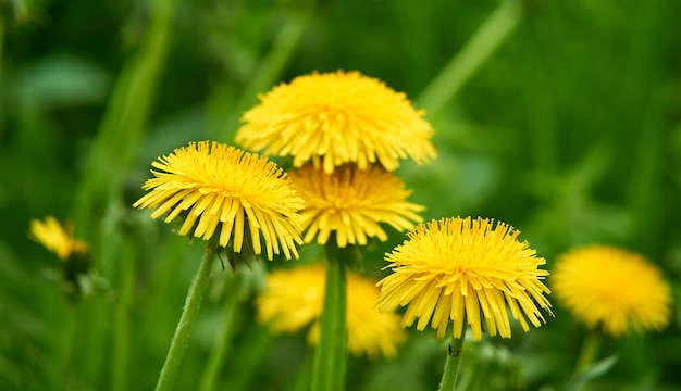 Gele paardebloemen in het veld