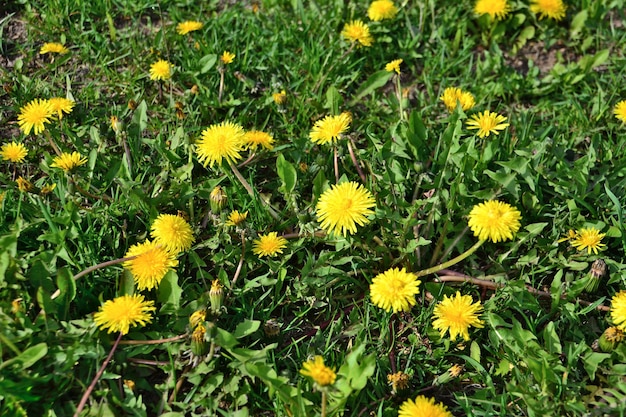 gele paardebloemen op groene weide in zonnige dag, close-up