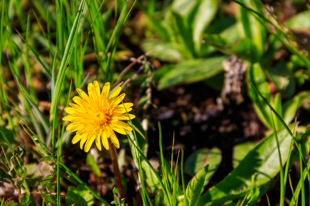 Gele paardebloemen op weide