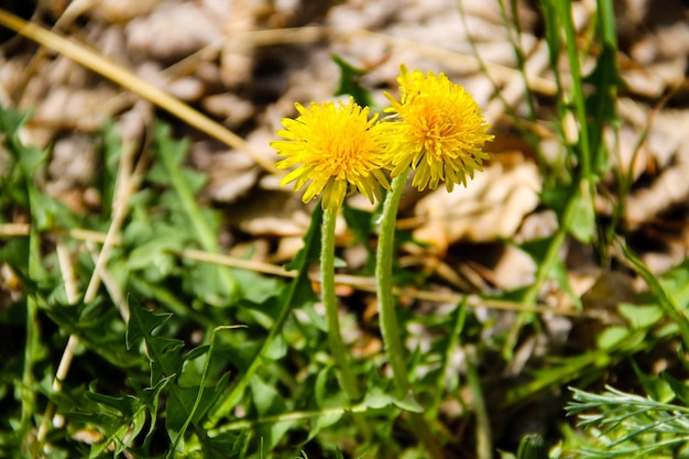 Gele paardebloemen op weide