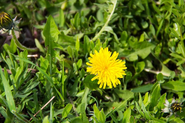 Gele paardebloemen op weide