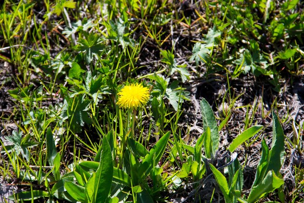 Gele paardebloemen op weide