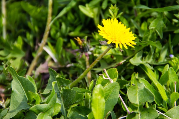 Gele paardebloemen op weide