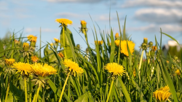 Gele paardebloemen tegen de hemel.