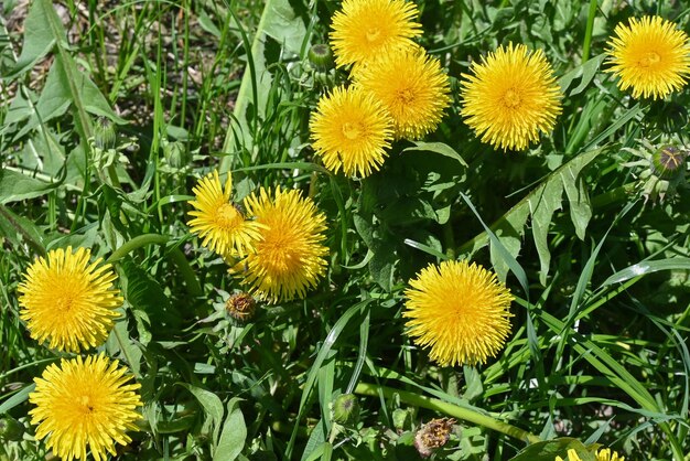 gele paardebloemen