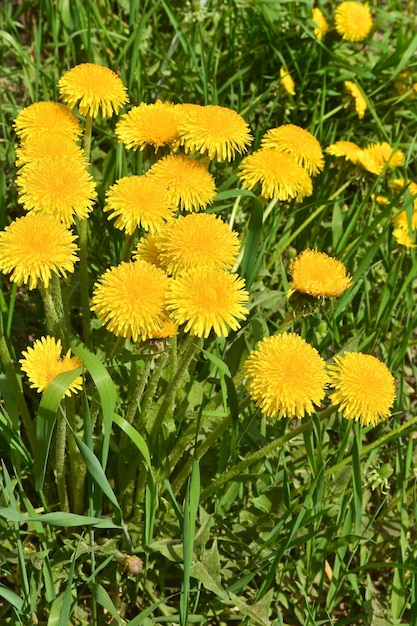 gele paardebloemen