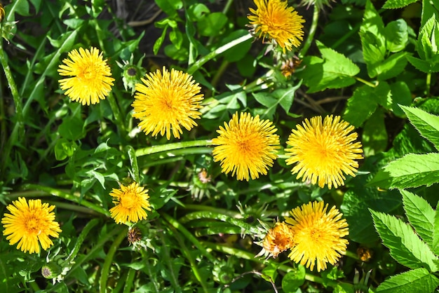 gele paardebloemen