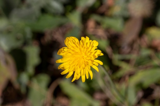 Gele paardebloemenbloem met groene achtergrond