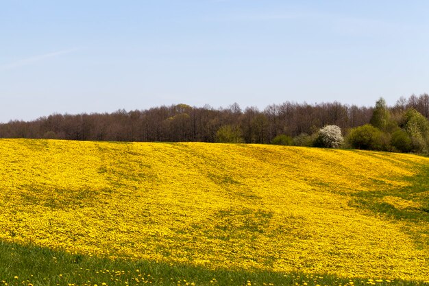 Gele paardenbloem bloeit in de zomer