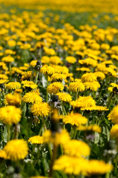 Gele paardenbloem bloeit in de zomer