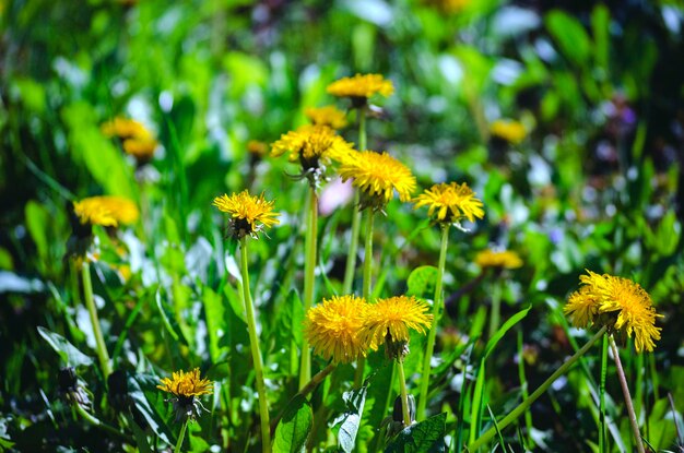 Gele paardenbloem in het voorjaar