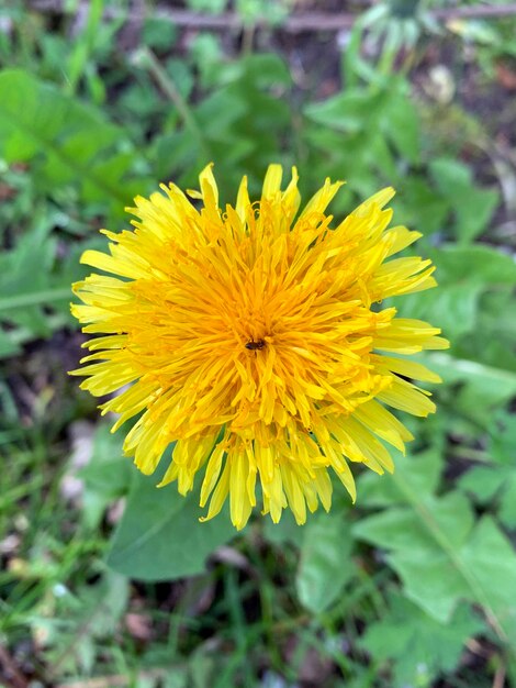 Foto gele paardenbloem van de lente