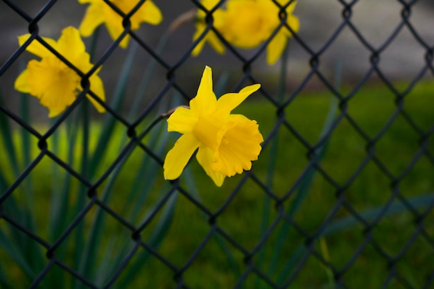 Gele paardenbloemen