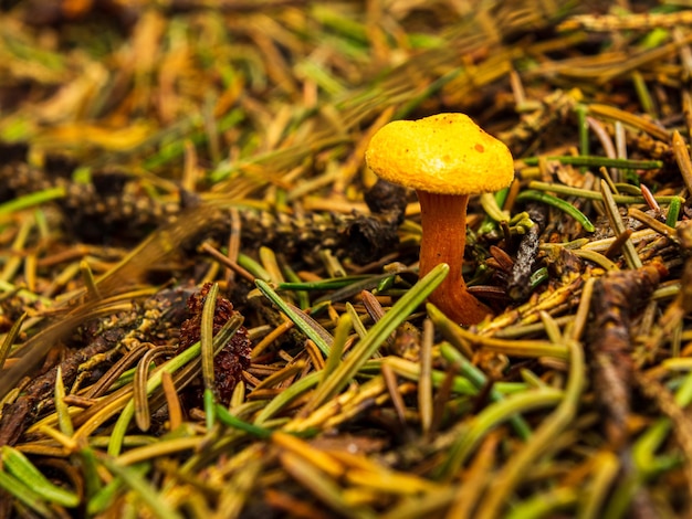 Gele paddenstoel op de bosbodem tussen boomnaaldjes