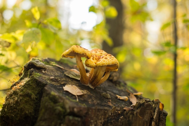 Gele paddenstoelen op een oude stronk Polypore paddenstoelboompaddestoelen in het herfstbos