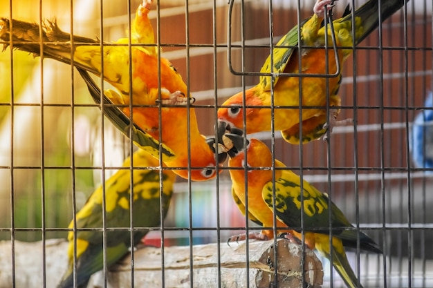 Gele papegaai in de kooi eet voedsel