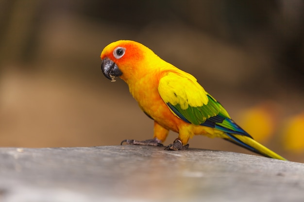 Gele papegaai, Sun Conure