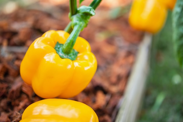 Gele paprika plant groeit in biologische tuin