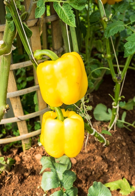 Gele paprika&#39;s