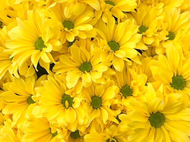 Gele pastel chrysant bloem achtergrond met soft focus