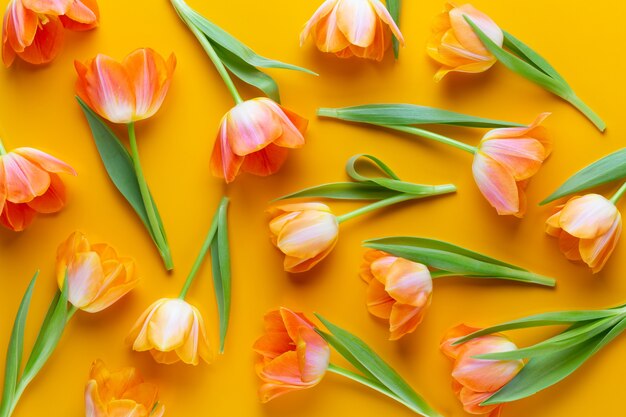 Gele pastelkleuren kleuren tulpen op de gele achtergrond.