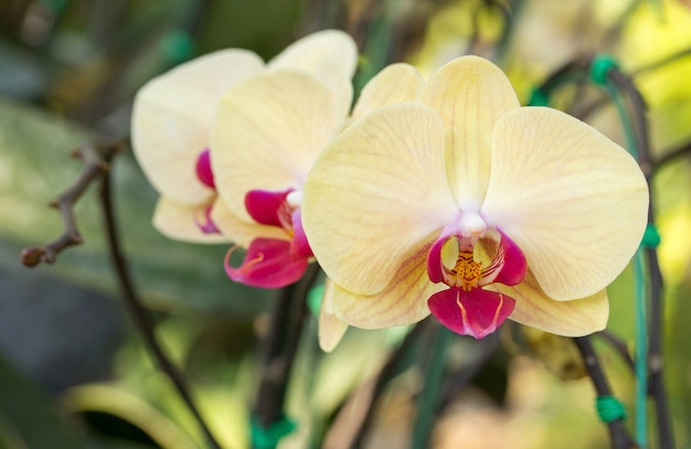 Gele phalaenopsis orchideebloem