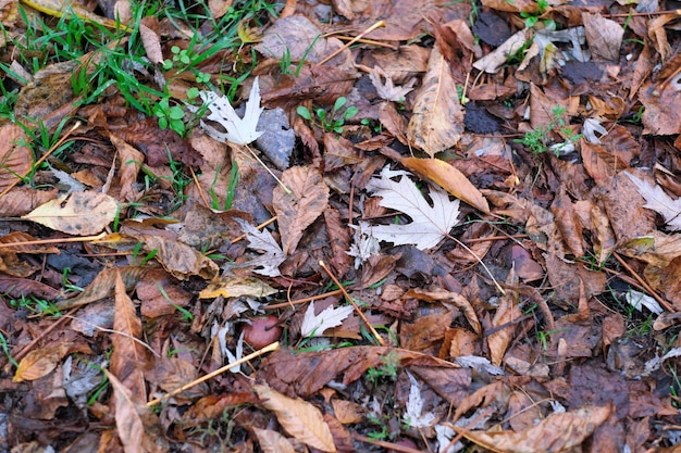 Gele plantaardige achtergrond